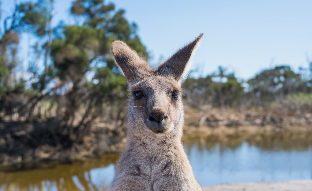 Portrait of a kangaroo by a pond in Melbourne, showcasing Australia's wildlife.